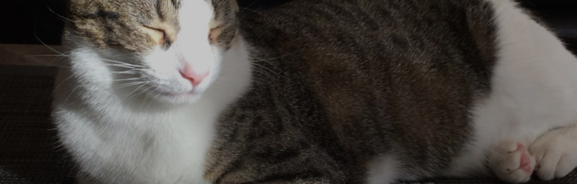 Why Cats Slow Blink At Humans According To Science