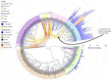 evolutionary tree