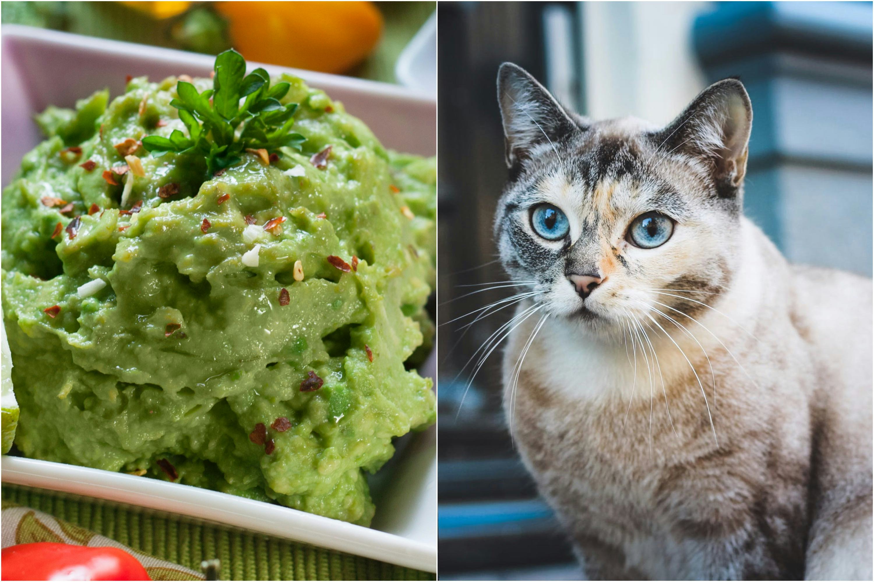 Is guacamole shop bad for cats