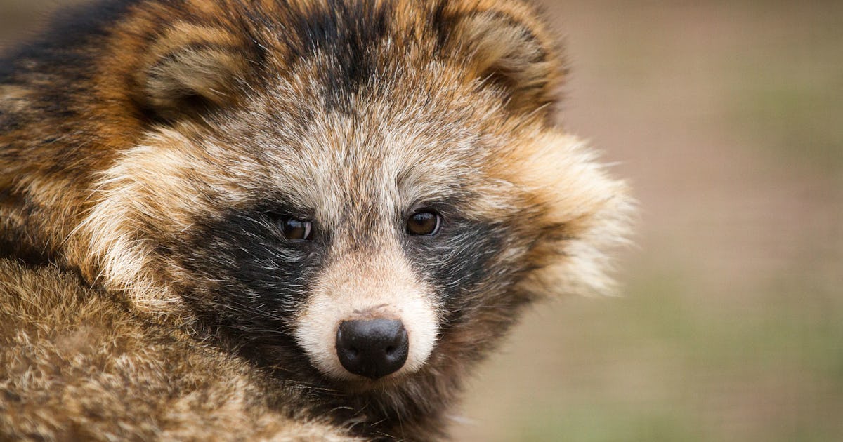The Adorable Tanuki Raccoon Dogs the Internet Worships Have a Horrible