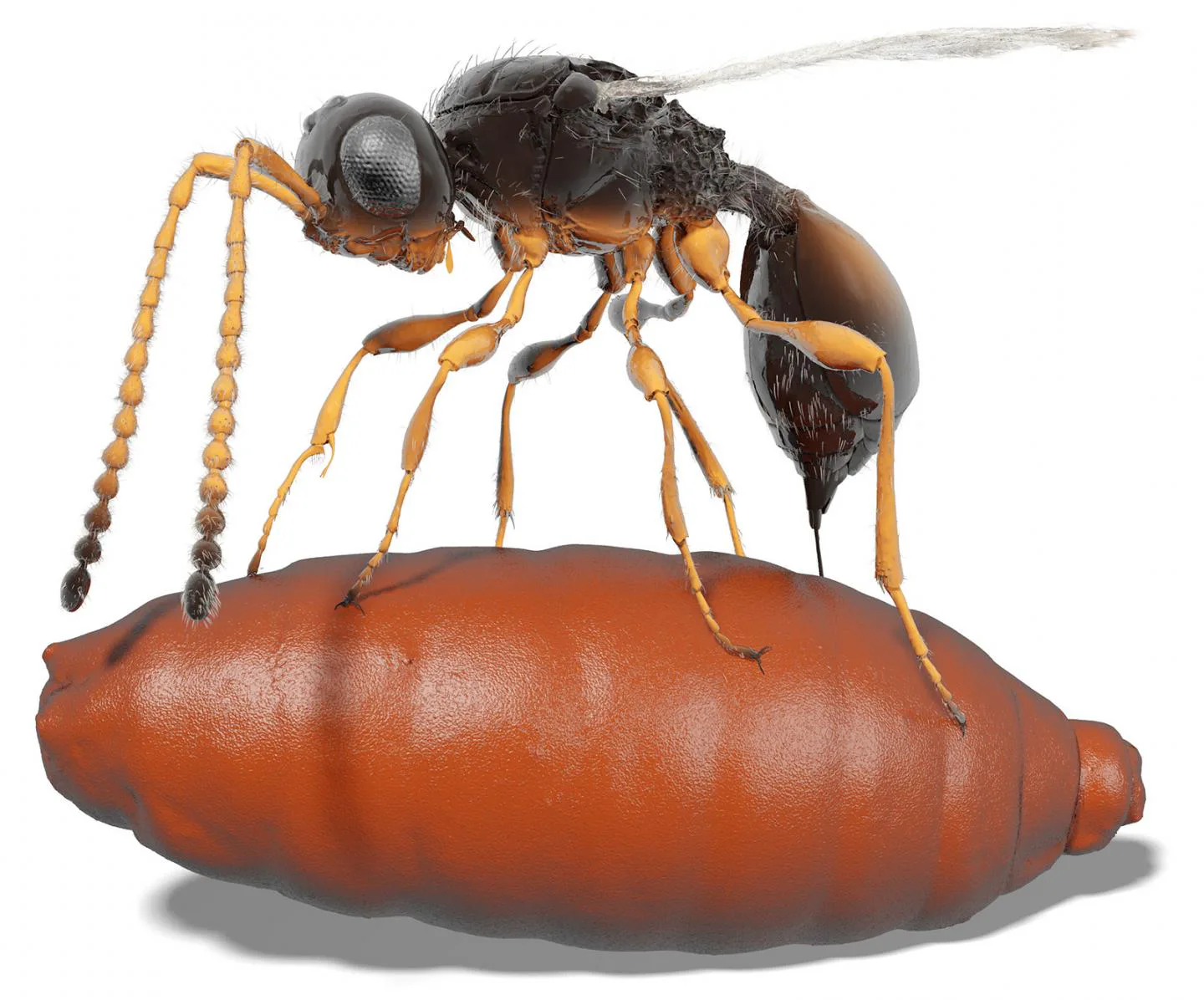 Xenomorph-Like Parasitoid Remained Hidden in Fly Egg for Millions of Years