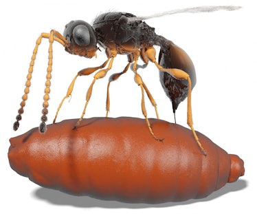 Xenomorphia resurrecta depositing its egg into an unwitting fly pupa
