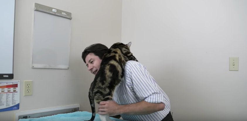 helpful vancouver vet squish that cat