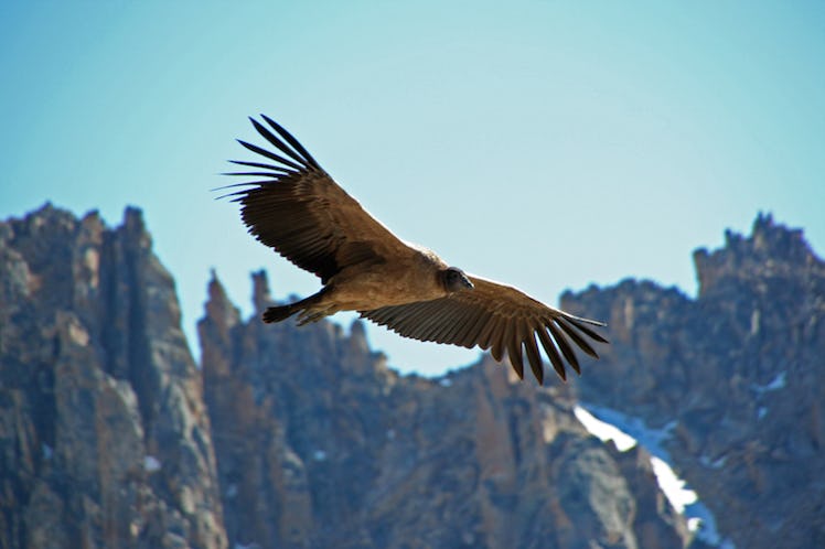 An Andean Condor flying