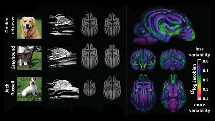 dog brain scans