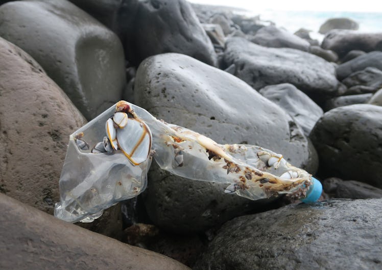 This bottle has been colonized by goose barnacles.