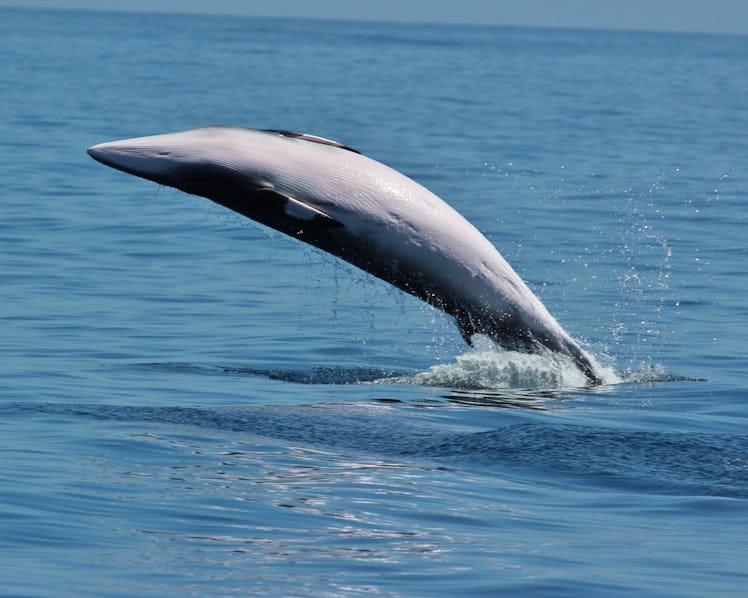 A minke whale breaches in the Pacific Ocean.