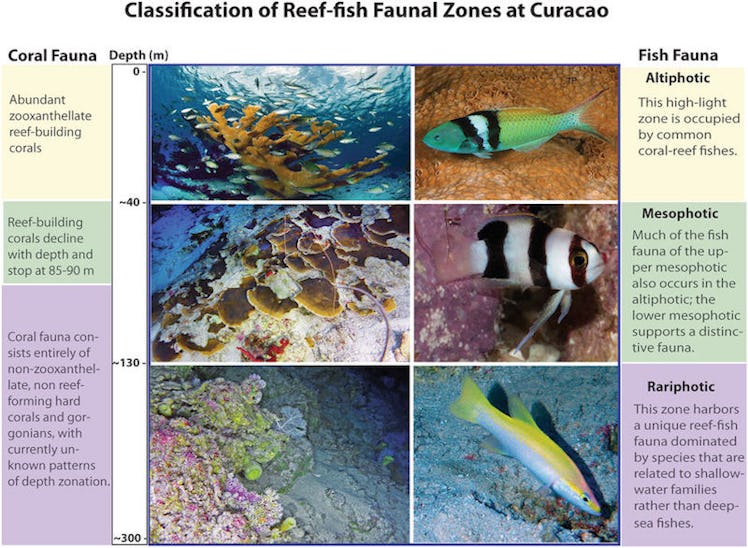 coral systems, fish