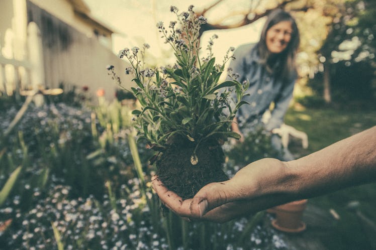 community gardens 