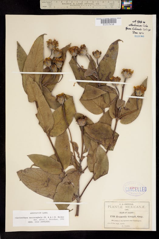 Today known as the Lasianthaea macrocephala, this flower was discovered by Ynés Mexía.