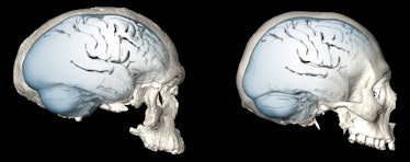 homo sapien brain