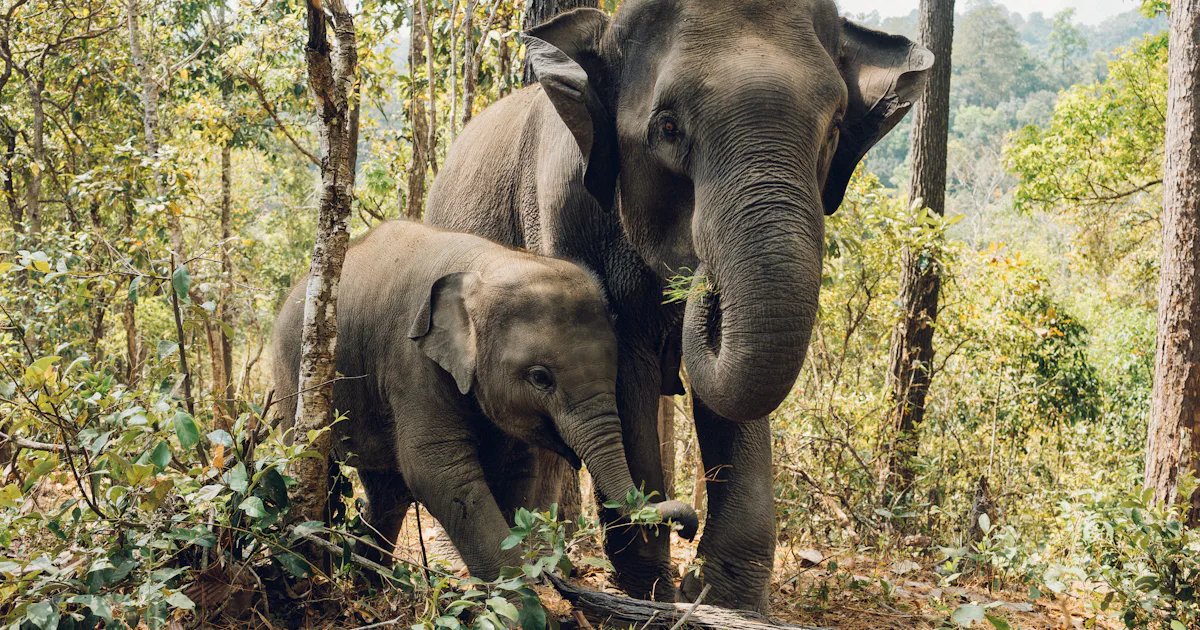 How Sentient Are Animals? Emotional Evidence Offers Clues