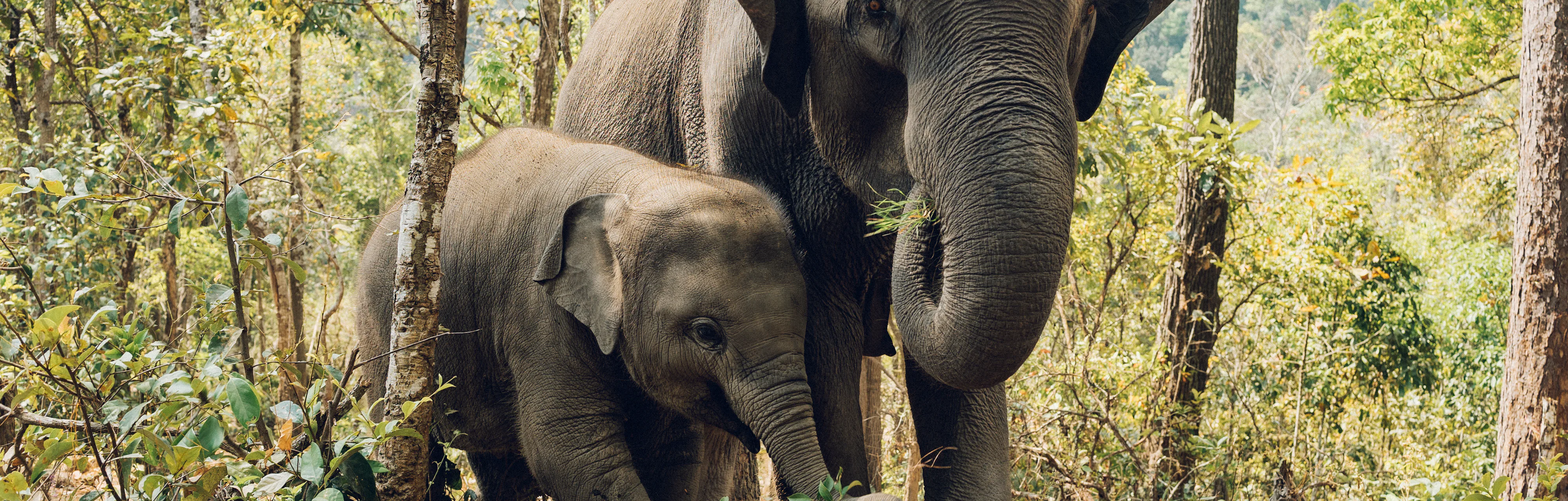 Sensitive Animals How Sentient Are Animals? Emotional Evidence Offers Clues