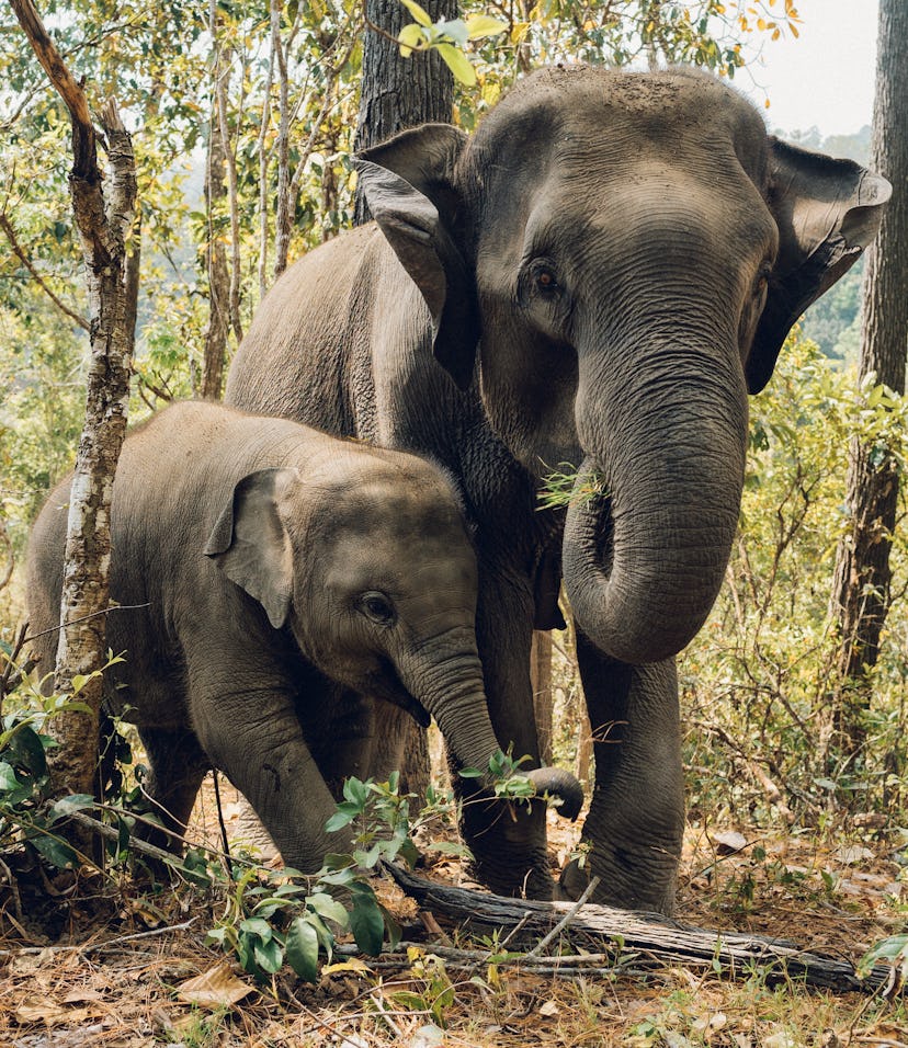 How Sentient Are Animals? Emotional Evidence Offers Clues