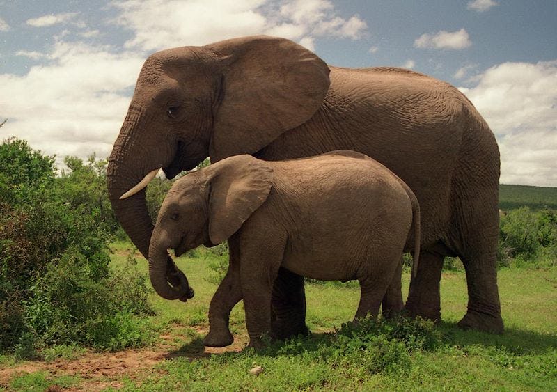 Why Don't Elephants Get Cancer? New Study Reveals 3 Crucial Genes