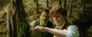 Newt Scamander, Jacob and a Bowtruckle in 'Fantastic Beasts and Where to Find Them'