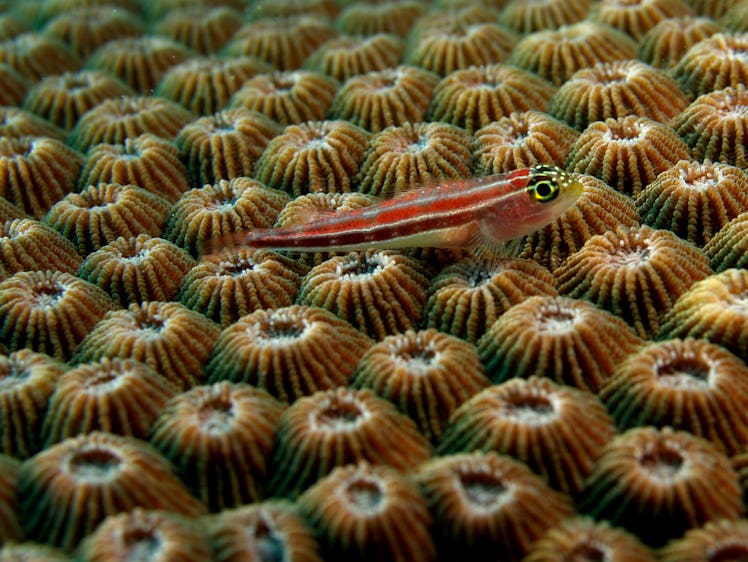 hard coral soft coral what's the difference Great Barrier Reef changes