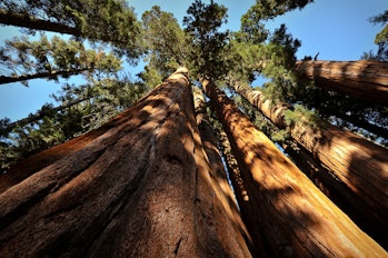 Giant Sequoias, along the Crescent Meadow Trail