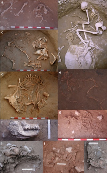 At two sites in Spain, archaeologists found burial silos that contained humans buried alongside foxe...