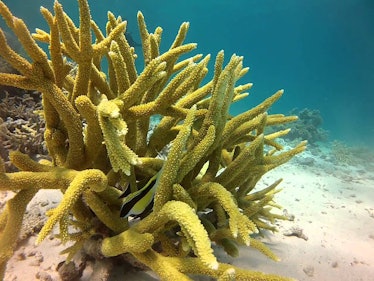 Staghorn coral fish ocean underwater environment ecosystem