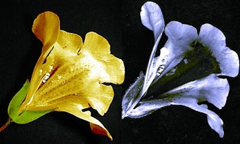 The Mimulus flower as humans (left) and bees (right) see it.
