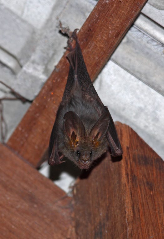 vampire bat hanging upside down