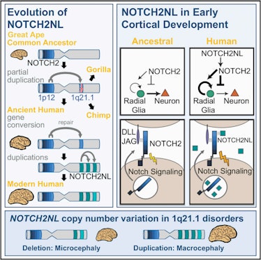 NOTCH2NL genes