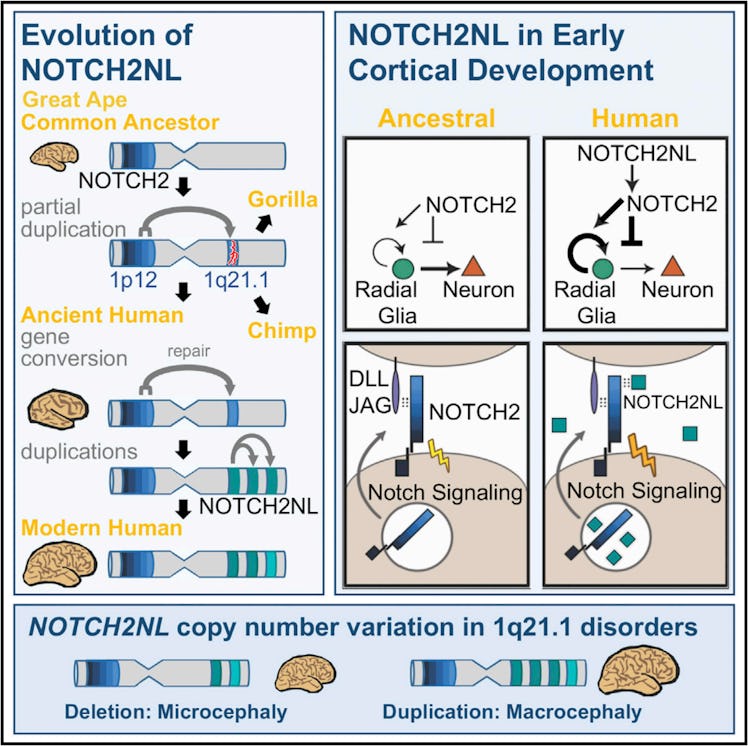 NOTCH2NL genes