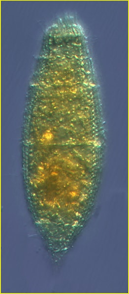 The gene for the photoreceptive neurons came from Tiarina fusus, a marine microbe.