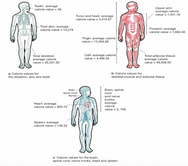 The caloric value for different components of the human body.