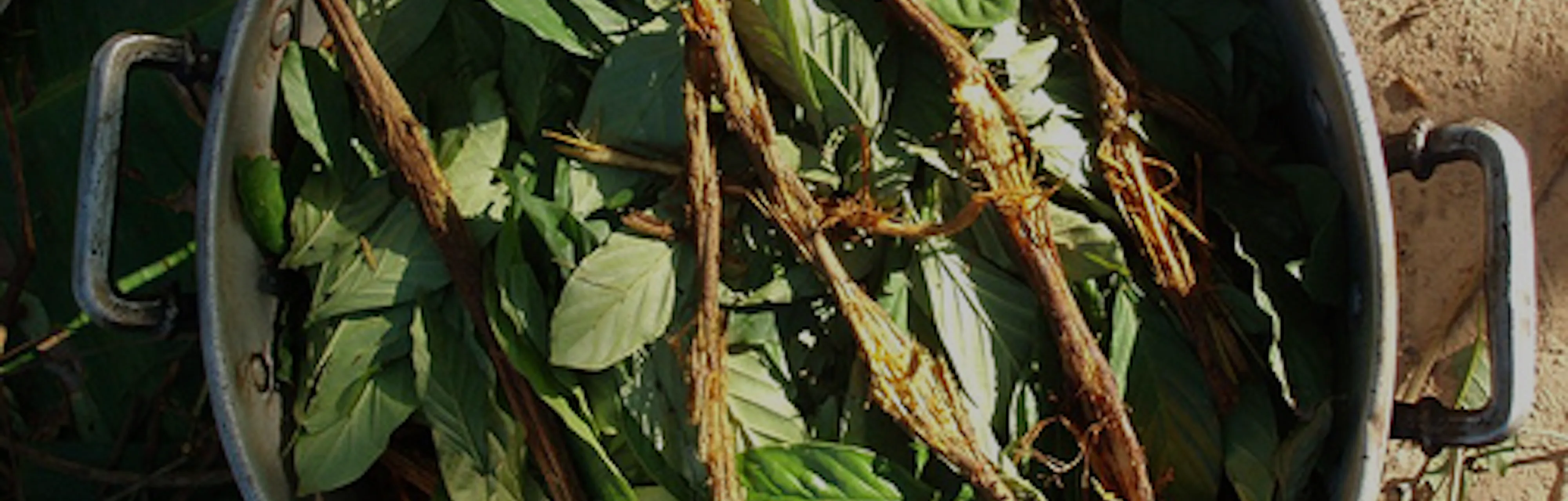 How an Amazonian Psychedelic Brew Could Be Used to Treat Depression
