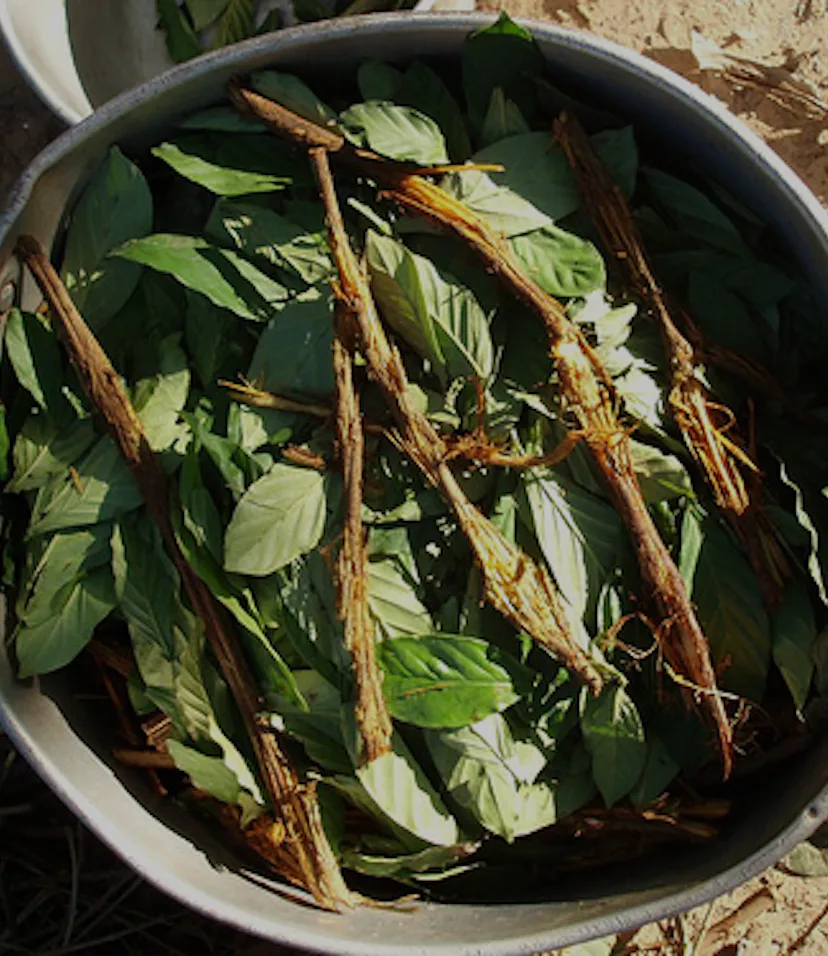 How an Amazonian Psychedelic Brew Could Be Used to Treat Depression