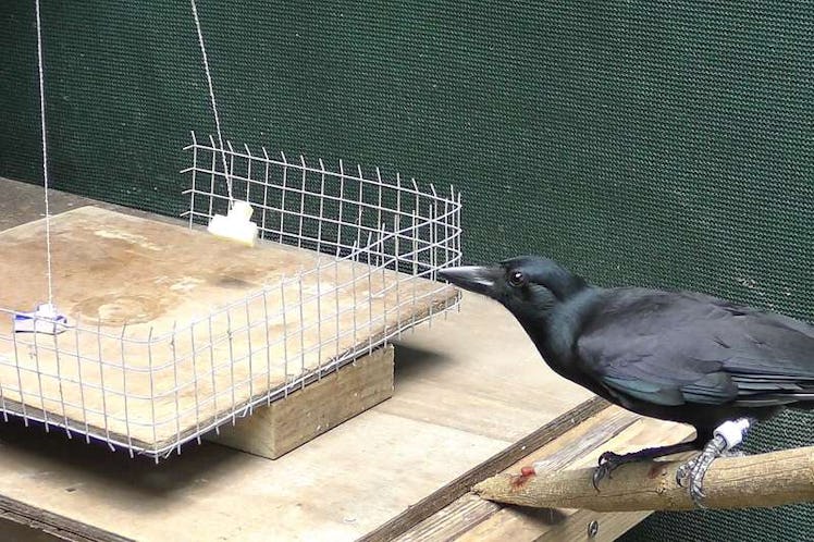 A New Caledonian crow is trained to determine which of two boxes is heavier by watching a fan blow t...