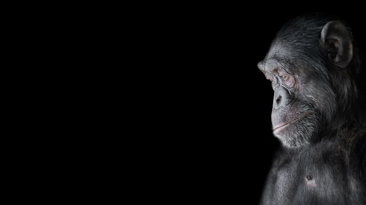 chimpanzee