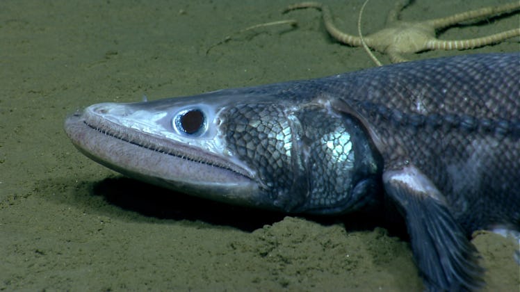 Deepsea lizard fish hunting at the seafloor
