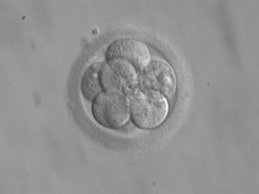 embryonic cells 