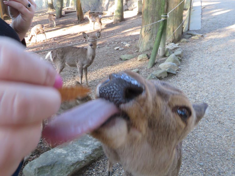 Nara Park Deer 19