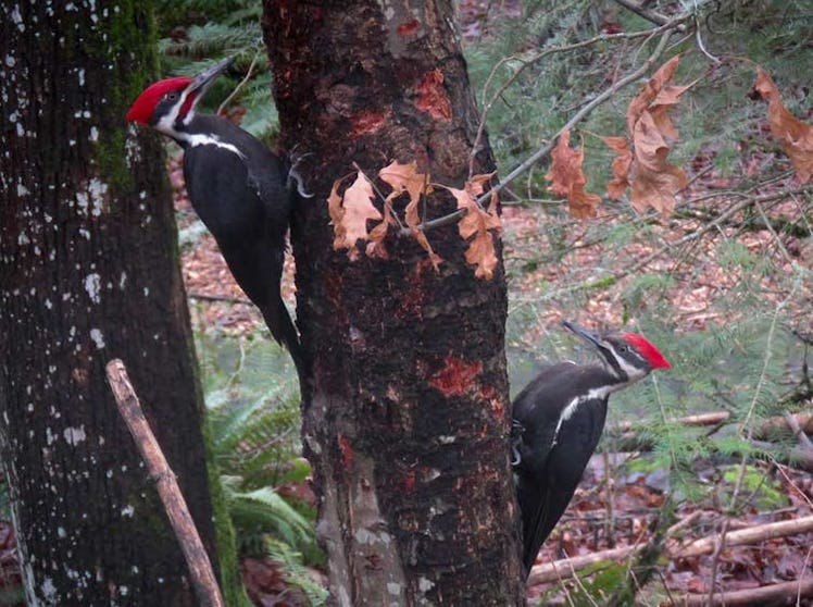 Pileated woodpeckers excavate nests within snags, bringing life to charred forests in Oregon.