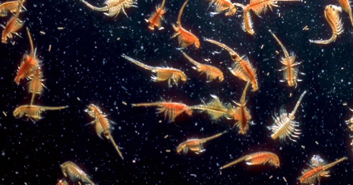 are sea monkeys brine shrimp