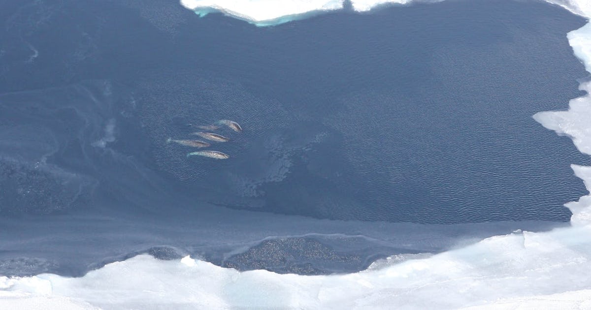 Arctic Ocean Why Narwhals Are More at Risk Than Ever Before Biology Diagrams