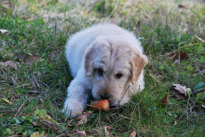 Pet Science: Here's Why You Probably Shouldn't Put Your Dog on a Vegan Diet