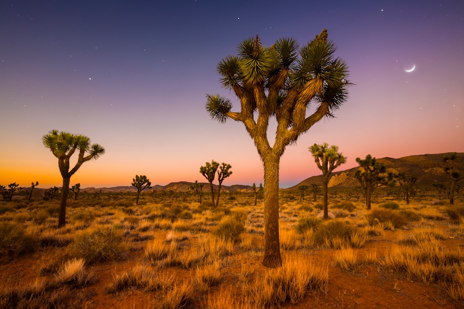 Joshua Tree Climate Change Could Cause Plant To Nearly Disappear By 2070
