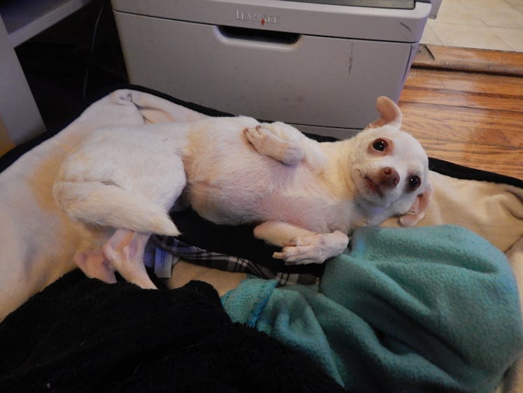 chihuahua flop lying down dog bed blanket enalapril