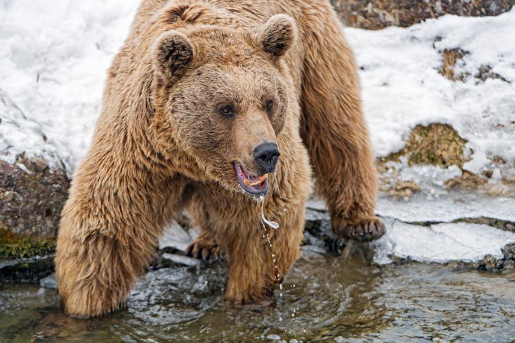 Bear standing in the cold water
