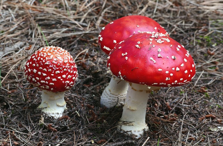 Fly agaric.