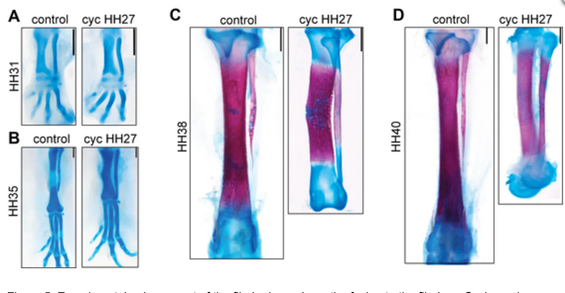 Scientists Can Tweak Chicken Genes So They Grow Dinosaur Legs