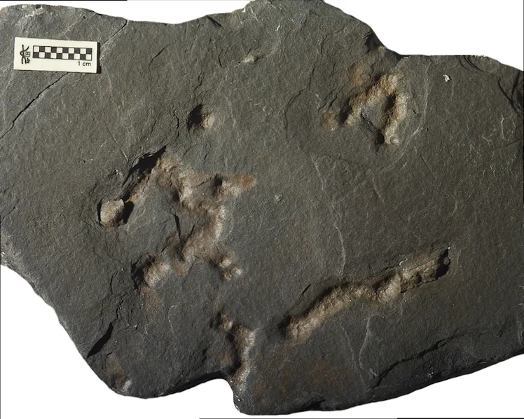Gabon String Signs of Earliest Moving Organism Found in 2.1-Billion-Year-Old Gabon Rock