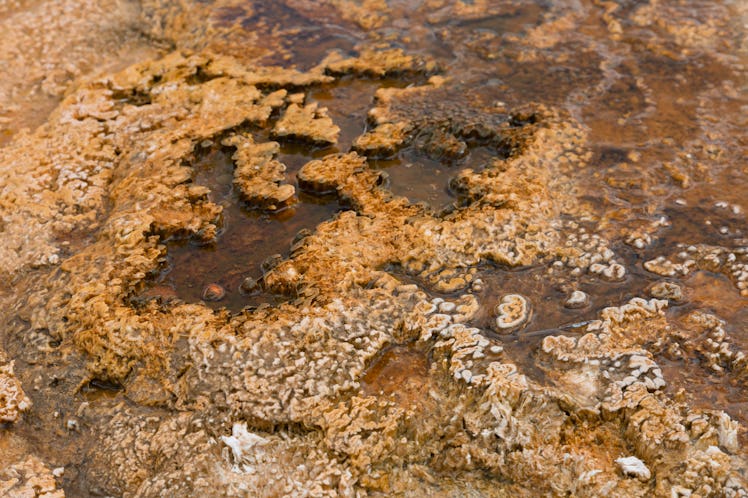 Another biological mat near the in Yellowstone National Park. The mat is composed of photosynthetic ...