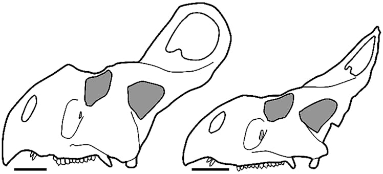 Hypothetical large “male” at left (AMNH 6438) and hypothetical large “female” at right (AMNH 6466).R...