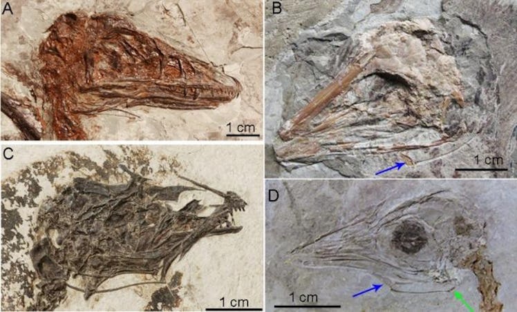 dinosaur fossils 